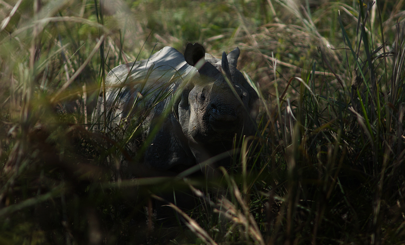 Indian Rhinoceros, Rhinoceros unicornis. Chitwan National Park d. 2  marts 2011. Fotograf; Troells Melgaard
