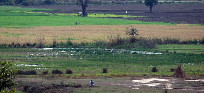 Sarustrane, Grus antigone. Rice fields, Tumaria Dam, Uttarrankhand, India d. 17  february 2011. Photografer; Troells Melgaard