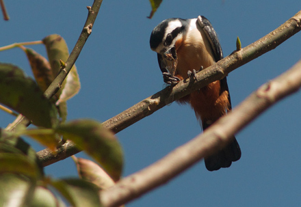 Halsbndspygmfalk/Collared Falconet, Microhierax caerulescens. Forktail Creek, Uttarankhand,, Indien d. 18 februar 2011. Fotograf; Troells Melgaard