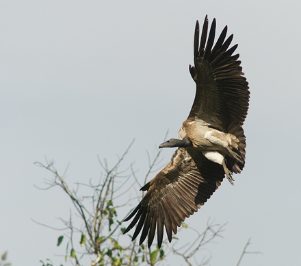 Langnbbet Grib/Slender-billed Vulture, Gyps tenuirostris. Corbett National Park, Uttaranchal, Indien d. 20 februar 2011. Fotograf; Troells Melgaard