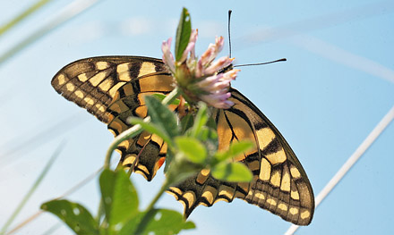 Svalehale, Papilio machaon han. Amager Fælled. d. 18 juli 2011. Fotograf: Lars Andersen