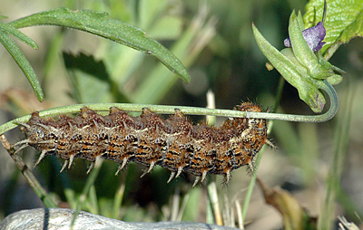 Klitperlemorsommerfugl, Argynnis niobe larve. Anholt.  4 juni 2011. Fotograf: Christian Videnkjær