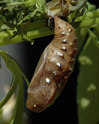 Klitperlemorsommerfugl, Argynnis niobe puppe som er fundet som larve d. 4 juni 2011. Anholt.  11 juni 2011. Fotograf: Christian Videnkjær