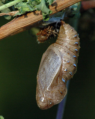 Klitperlemorsommerfugl, Argynnis niobe puppe som er fundet som larve d. 4 juni 2011. Anholt.  12 juni 2011. Fotograf: Christian Videnkjær