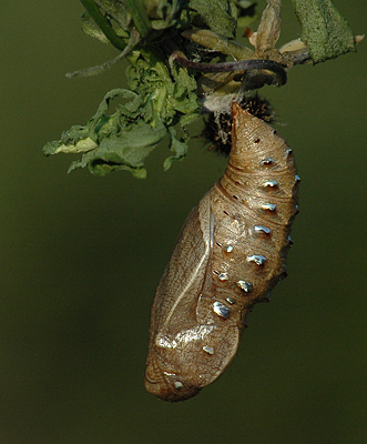Klitperlemorsommerfugl, Argynnis niobe puppe som er fundet som larve d. 4 juni 2011. Anholt.  12 juni 2011. Fotograf: Christian Videnkjær