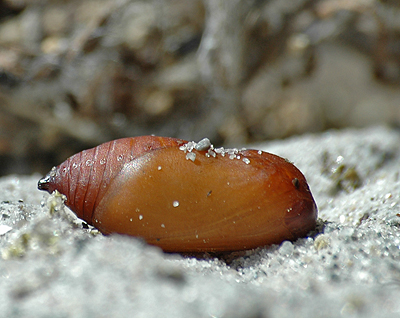 Sandrandje, Hipparchia semele larve fundet d. 4 juni 2011. Anholt.  6 juli 2011. Fotograf: Christian Videnkjr