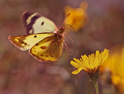 Gul Hsommerfugl, Colias hyale han. Bt diget, Falster, Danmark 7 august 2011. Fotograf: Lars Andersen