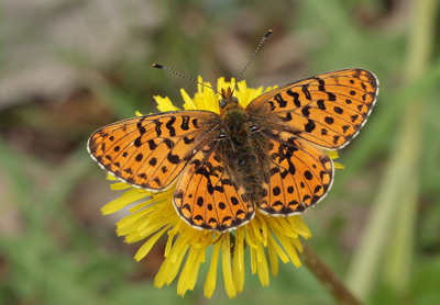 Rdlig Perlemorsommerfugl, Boloria euphrosyne hun. Store Bgeskov ved Gyrstinge S. d. 29 Maj 2011. Fotograf: Lars Andersen