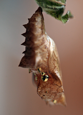 Kejserkbe, Argynnis paphia Puppe fundet som larve p Bog af Jens Stolt. Sjlland. d. 11 juni 2011. Fotograf: Lars Andersen
