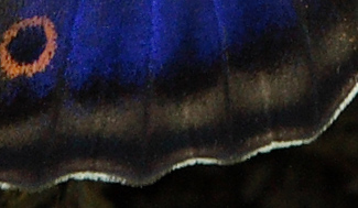 Sømbånd på oversidens for og bagvinge er jævn sammenhængende. Iris, Apatura iris, Pinseskoven d. 29  juni - 2011. Fotograf: Lars Andersen