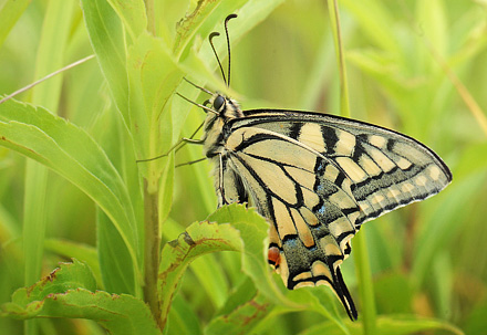 Svalehale, Papilio machaon han. Amager Fælled. d. 16 juli 2011. Fotograf: Lars Andersen