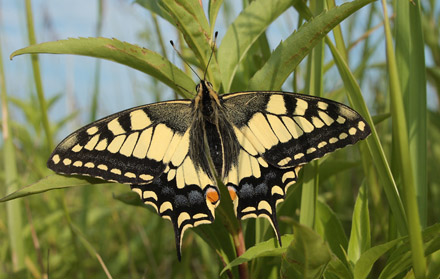 Svalehale, Papilio machaom han. Amager Flled. d. 16 juli 2011. Fotograf: Lars Andersen