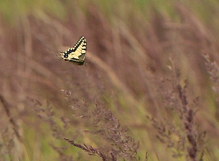Svalehale, Papilio machaon han. Amager Fælled. d. 17 juli 2011. Fotograf: Lars Andersen