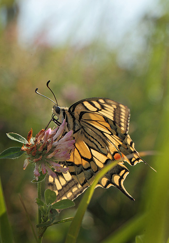 Svalehale, Papilio machaon han. Amager Fælled. d. 17 juli 2011. Fotograf: Lars Andersen