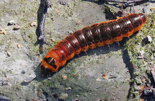 Rødorm, Cossus cossus larve. Pinseskoven d. 21 august 2011. Fotograf; Lars Andersen