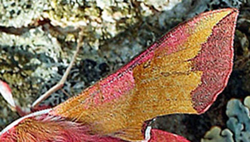 Dueurtsværmer, Deilephila elpenor (Linnaeus, 1758) og Vinsværmer, Deilephila porcellus  (Linnaeus, 1758). Lundby Hede, Himmerland, Jylland, Danmark. d. 4 Juni 2011. Fotograf: Lars Andersen