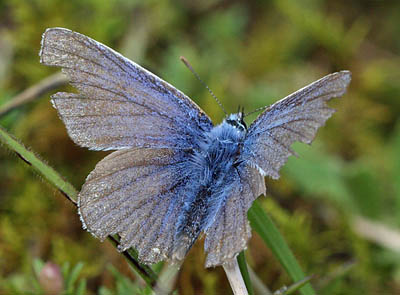 Almindelig blåfugl, Polyommatus icarus slidt han. Vitemölla i det østlige Skåne , Sverige d. 16 august 2011. Fotograf: Lars Andersen