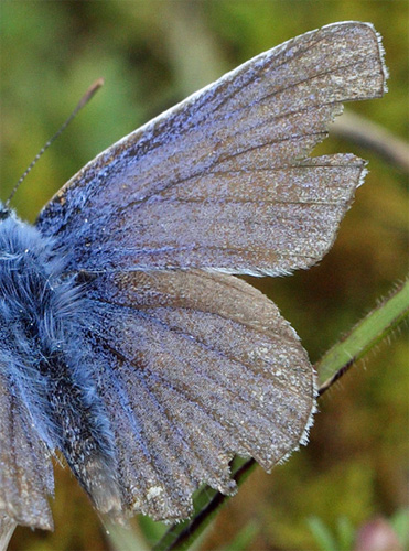 Almindelig blfugl, Polyommatus icarus slidt han. Vitemlla i det stlige Skne , Sverige d. 16 august 2011. Fotograf: Lars Andersen