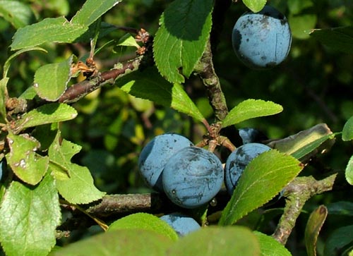 Slen, Prunus spinosa. som er foderplante for Gulhale, den lever ogs p Mirabelle. Vestamager d. 2 Oktober 2004. Fotograf: Lars Andersen
