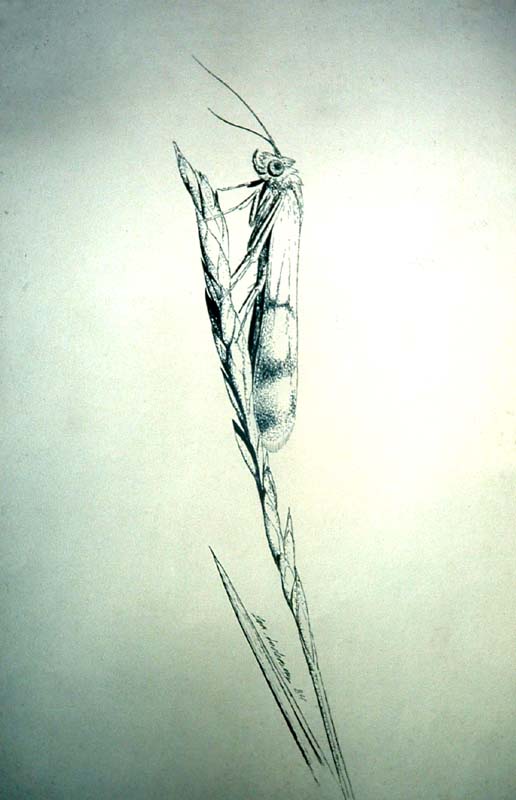 Her er en af mine illustrationer af en Homoeosoma sinuella fra fotos til Nordeuropas Pyralider