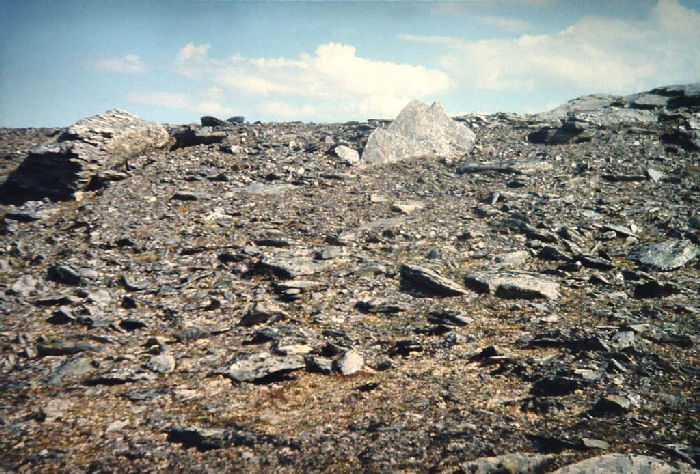her flyver Dværgperlemorsommerfugl, Clossiana improba i læ for Nordenvinden! Gohpascurro 1300 m. lokalitet for C. improba. 9/7 1985. Fotograf: Lars Andersen