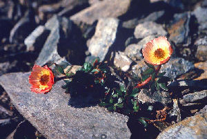 Isranunkel, Ranunculus glacialis, Gohpascurro 1300 m. /Björkliden 8 juli 1985. Fotograf: Lars Andersen