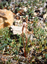 Topspirende Pileurt, Polygonum viriparum. Gohpascurro 1200 m. lokalitet for C. improba. 9/7 1985. Fotograf: Lars Andersen