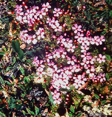 Tue Limurt, Silene acaulis. Gohpascurro 1300 m. lokalitet for C. improba. 8/7 1985. Fotograf: Lars Andersen