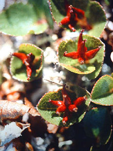 Dværgpil, salix herbacea. Gohpascurro 1200 m. lokalitet for C. improba. 8/7 1985. Fotograf: Lars Andersen