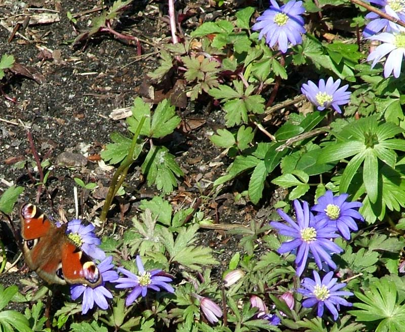 Dagpåfugleøje, Inachis io. på Blå anemone, A. apennina. H/F Vennelyst d. 9 april 2004. Fotograf: Lars Andersen