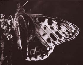 Storplettet perlemorsommerfugl, Issoria lathonia, denne melanistisk aberration er et meget sjældent syn. Melby Overdrev, d. 28 july 1982 Fotograf: Lars Andersen
