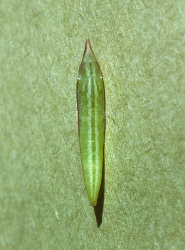 Enghvidvinge. Leptidea juvernica. Bastemosen, Almindingen, Bornholm. d. 31 maj 1995. Fotograf; Tom Nygaard Kristensen