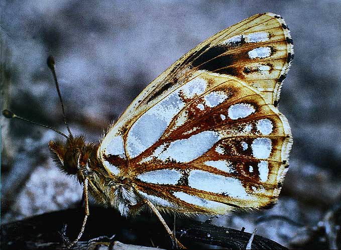 Storplettet perlemorsommerfugl, Issoria lathonia, Melanistisk aberration. Melby Overdrev, d. 28 july 1982 Fotograf: Lars Andersen