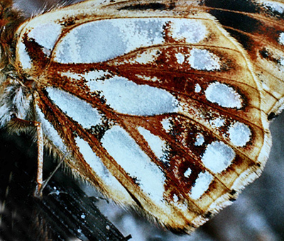 Storplettet perlemorsommerfugl, Issoria lathonia, Melanistisk abbrevation. Melby Overdrev, d. 28 july 1982 Fotograf: Lars Andersen