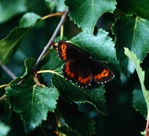 Skovbjergrandje, Erebia ligea. Fagernes, Norge juli 1992. Fotograf: Lars Andersen