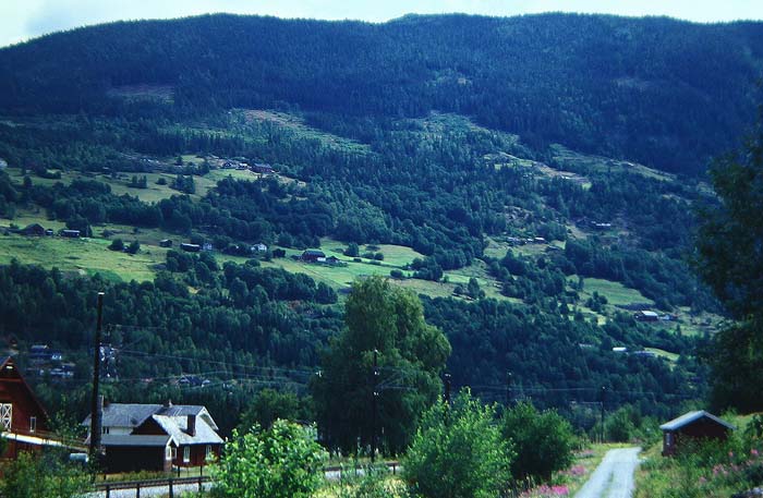 Lokalitet for Skovbjergrandøje, Erebia ligea, Hallingedalen, Norge. juli 1992. Fotograf: Lars Andersen