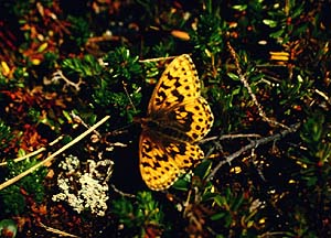 Bjergperlemorsommerfugl, Clossiana thore boralis (Hubner,1803). Björkliden syd for Torneträsk, Lapland, Sverige. 1200 m. juli 1990 Fotograf: Lars Andersen