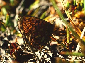 Sortringet perlemorsommerfugl, Boloria eunomia (Esper,1799). Abisko Nationalpark syd for Torneträsk, Lapland, Sverige. 400 m. juli 1994 Fotograf: Lars Andersen