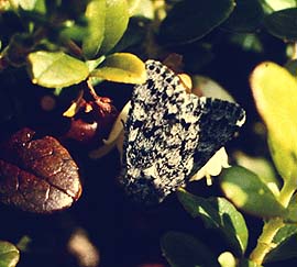 Vitvingat hedfly, Sympistis heliophila. Abisko. juli - 1990. Fotograf: Lars Andersen