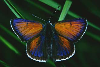 Violetrandet ildfugl. Lycaena hippothoe han som er usædvanlig blå, Mittlandsskogen, Øland juni 1986. Fotograf: Lars Andersen