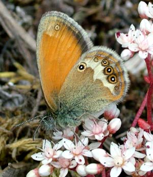 Perlemorrandje, Coenonympha arcania. Mittlandsskogen, land, Sverige. 13 juli 2004