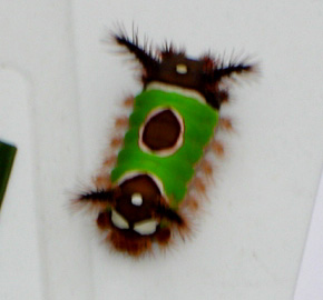 Hvilke larve er det? Er der en dygtig lepidopteolog der kan hjælpe med denne. Har aldrig set nået lignende i Danmark! Den er fundet på en plante købt i IKEA. Fotograf: Pia Jeppesen
