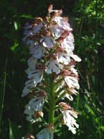 Stor Ggeurt, Orchis purpurea. Hvbleget, Mn. 31 maj 2004 