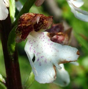 Stor Ggeurt, Orchis purpurea. Hvbleget, Mn. 31 maj 2004 