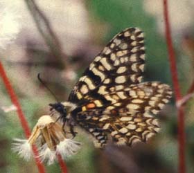 Spansk Aristolociasommerfugl, Zerynthia rumina sidder på Tobakspibeplante (Aristolocia species), Cortignac, Provence. Medio maj 1987. Fotograf: Lars Andersen