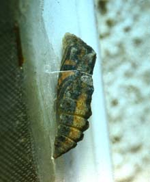 Papilio alexanor, det er lige før den klækker! Man kan tydelig se vingetegningerne igennem puppehylstret. La Gaude, Provence. medio Maj 1987. Fotograf: Lars Andersen
