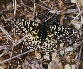 Zerynthia rumina, Cortignac, Provence. Medio maj 1987. Fotograf: Lars Andersen