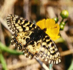 Zerynthia cassandra, Ampus, Provence. Medio maj 1987. Fotograf: Lars Andersen