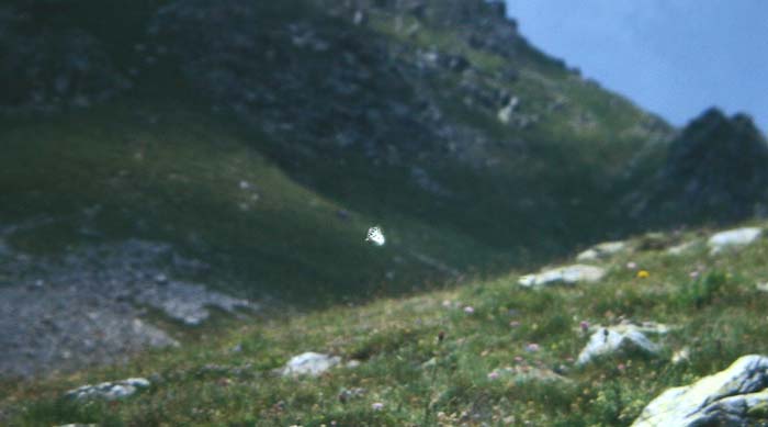Apollo, Parnassius apollo. La Madonna de Fenestre, 1900 m.h. Alps Maritime. Sydfrankrig Medio juli 1988. Fotograf: Lars Andesen