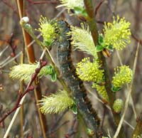 Egespinderlarve. Lasiocampa quercus. Melby Overdrev d. 25 april 2004. Fotograf Lars Andersen